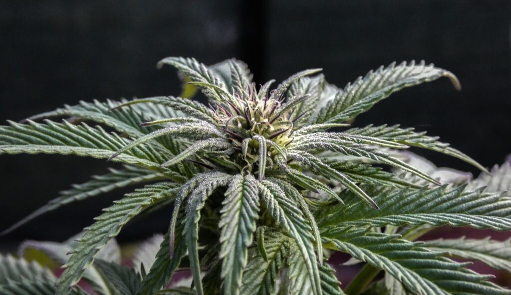 green leaf thc plant